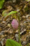 Pink lady's slipper <BR>Moccasin flower